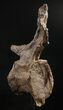 Diplodocus Caudal (Tail) Vertebra - Dana Quarry #10143-3